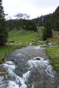 River flowing through forest