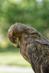 Close-up of a bird