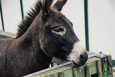 Close-up of horse in stable