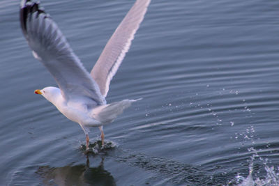 Seagulls flying over lake