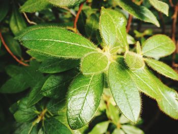 Close-up of green leaves