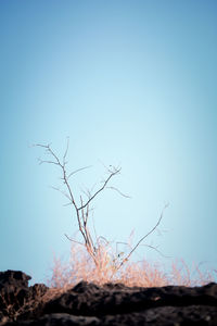 Low angle view of bare tree against clear blue sky