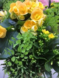 Close-up of yellow flowers