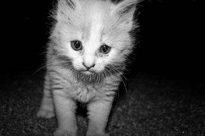 Close-up portrait of cat