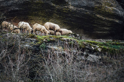 Sheep standing on field