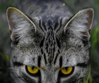 Close-up portrait of cat