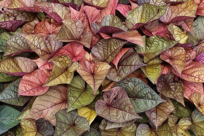 Full frame of leaves