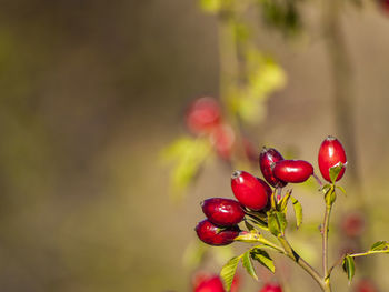 Close-up of red berries on tree