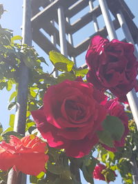 Low angle view of roses blooming against sky