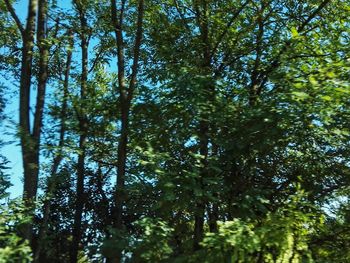 Low angle view of trees in forest