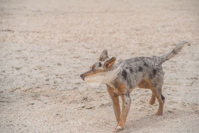Side view of an animal on sand