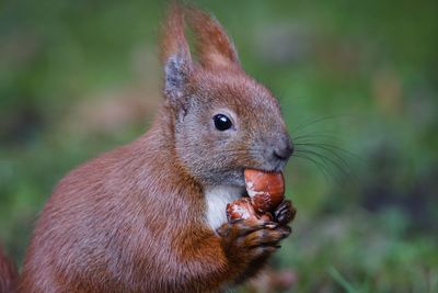 Close-up portrait of squirrel