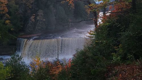 Scenic view of waterfall in forest