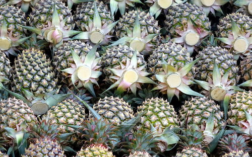 Close-up of flowers