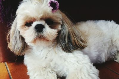 Close-up of white dog