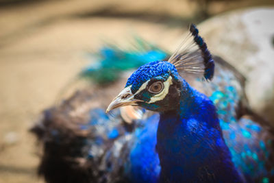 Close-up of a peacock