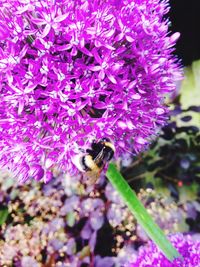 Close-up of bee on purple flower