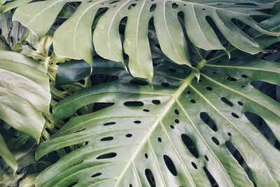 Full frame shot of fresh green leaves