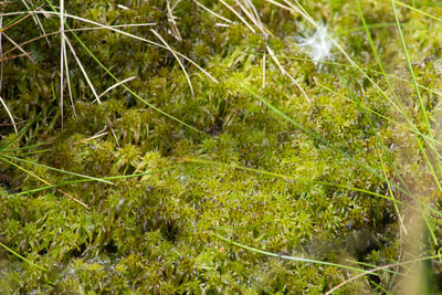 Full frame shot of plants in forest