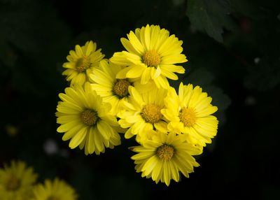 Close-up of yellow flowering plant