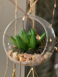 Close-up of potted plant