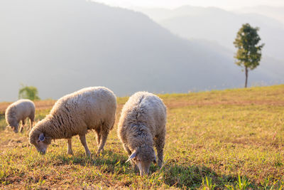 Flock of white sheep grazing in a hill at sunrise in the morning and mountain fog clear sky 