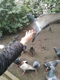 Low angle view of man feeding birds