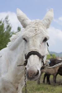 Close-up of a horse against sky