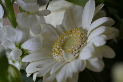Close-up of white gerbera daisy