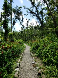 Footpath amidst trees in forest against sky