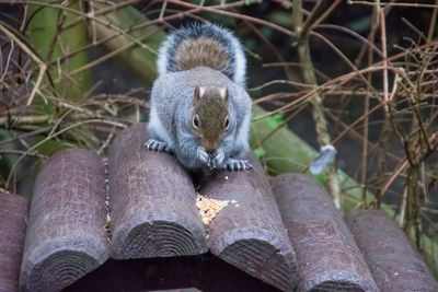 Close-up of cat sitting on wood