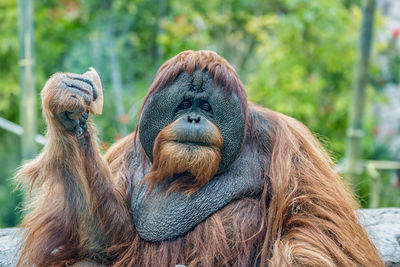 Orangutan ape eating fruits