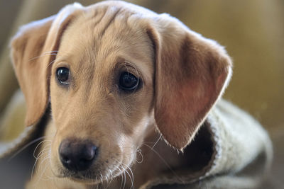 Young labrador retriever with blanket