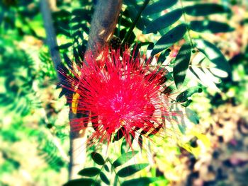 Close-up of leaves against blurred background