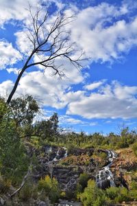 Low angle view of trees against sky