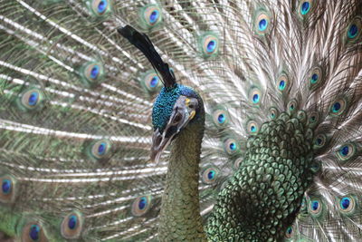 Close-up of peacock