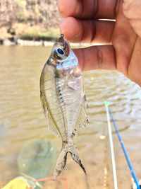 Person holding fish