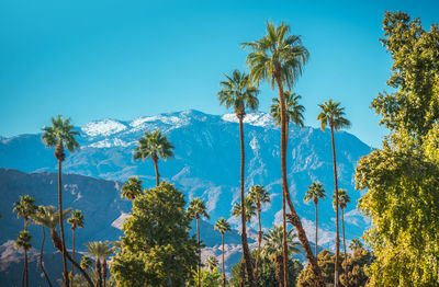 Low angle view of palm trees against clear blue sky