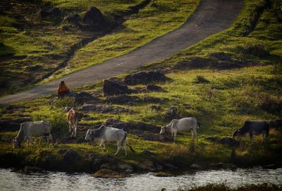 Cows grazing at grassy lakeshore