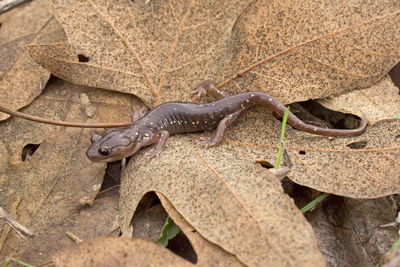 Close-up of lizard on rock