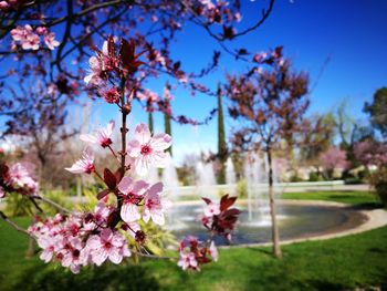 Close-up of pink flowers on tree