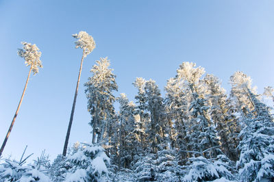 Low angle view of tree against clear sky