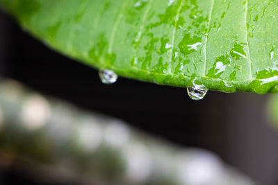 Close-up of raindrops on leaves