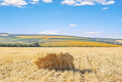 Bale of straw on the mown a wheat field