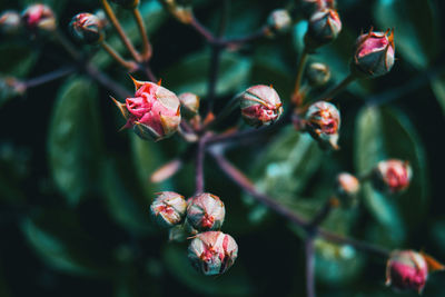 Close-up of red berries on plant