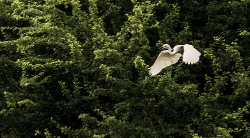 Bird flying over a forest