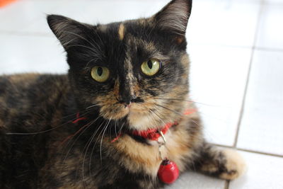 Close-up portrait of a cat