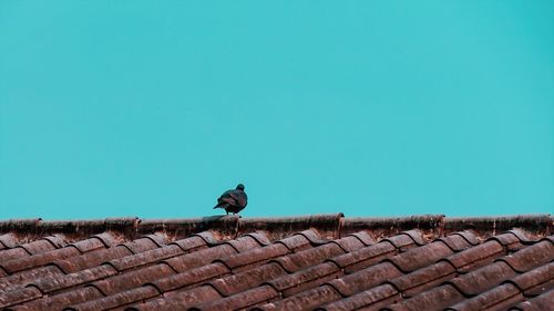 Bird perching on a wall