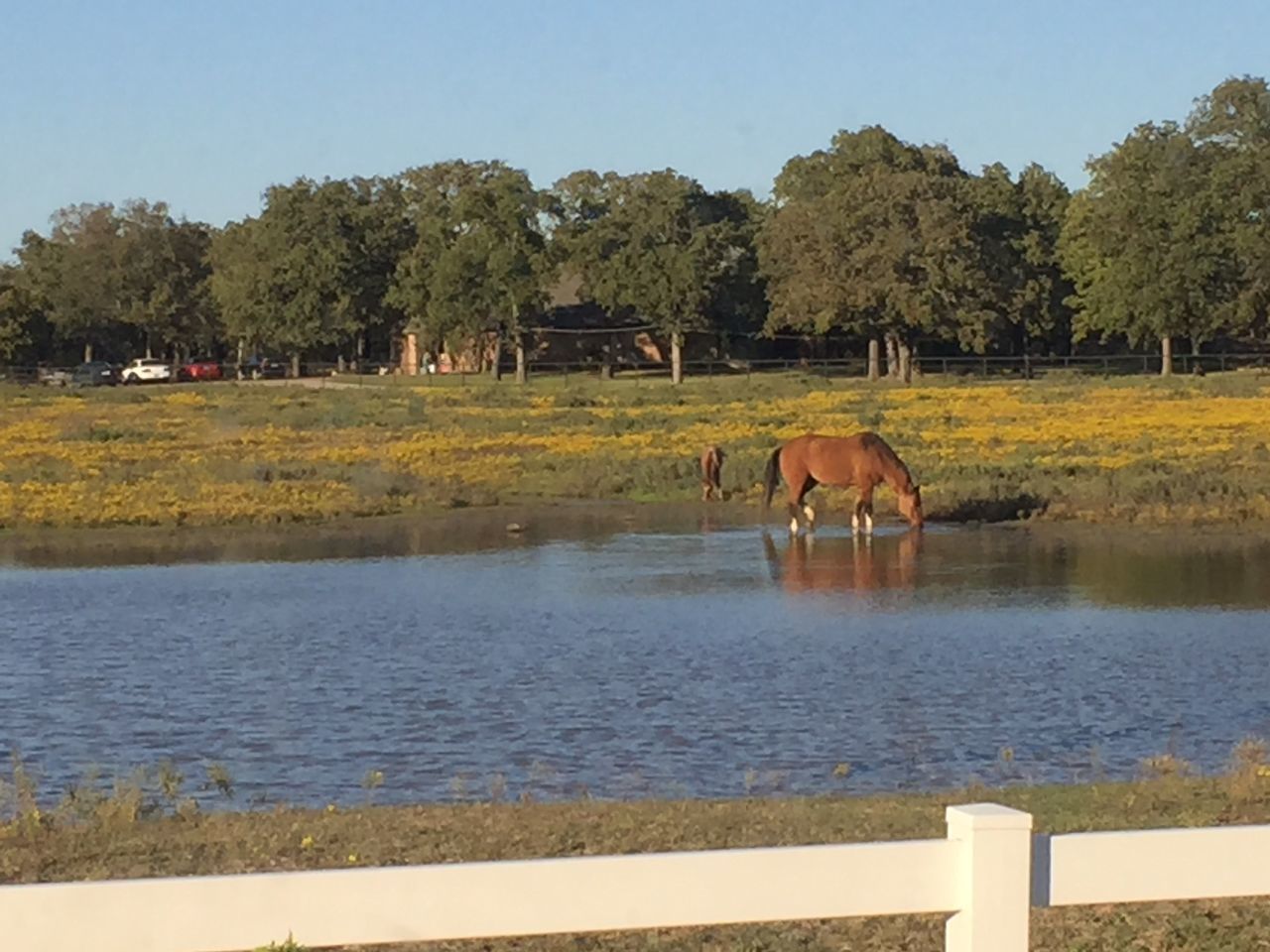 water, lake, reflection, waterfront, animal themes, nature, tranquility, grass, field, day, outdoors, sky, river, tranquil scene, domestic animals, landscape, scenics, beauty in nature, men, standing