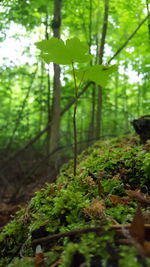 Tree growing in forest